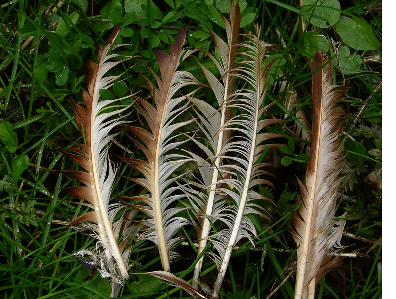 Penne in palude. Gallina